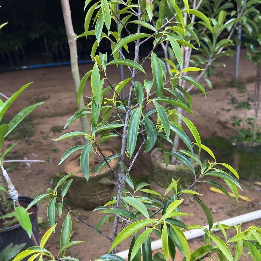 嘉***祺当前无花栽培后可以开花山竹