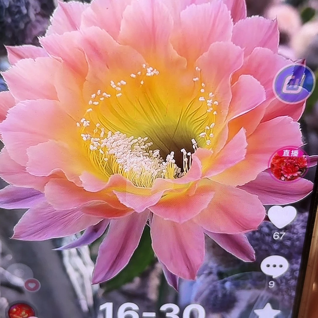 16-30 侧牙20包邮仙人球40