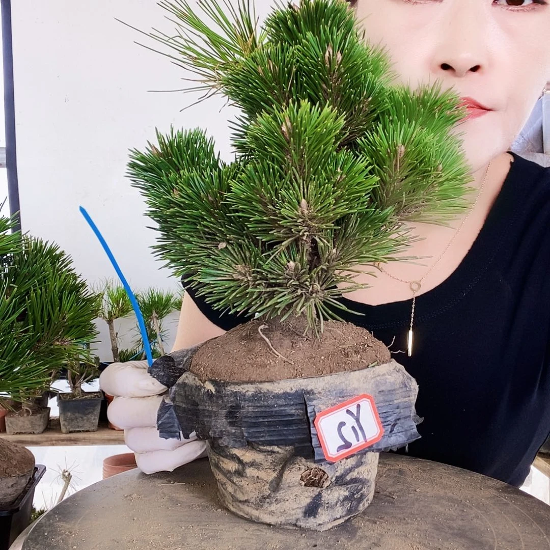 无花朵植物形态多年生草本