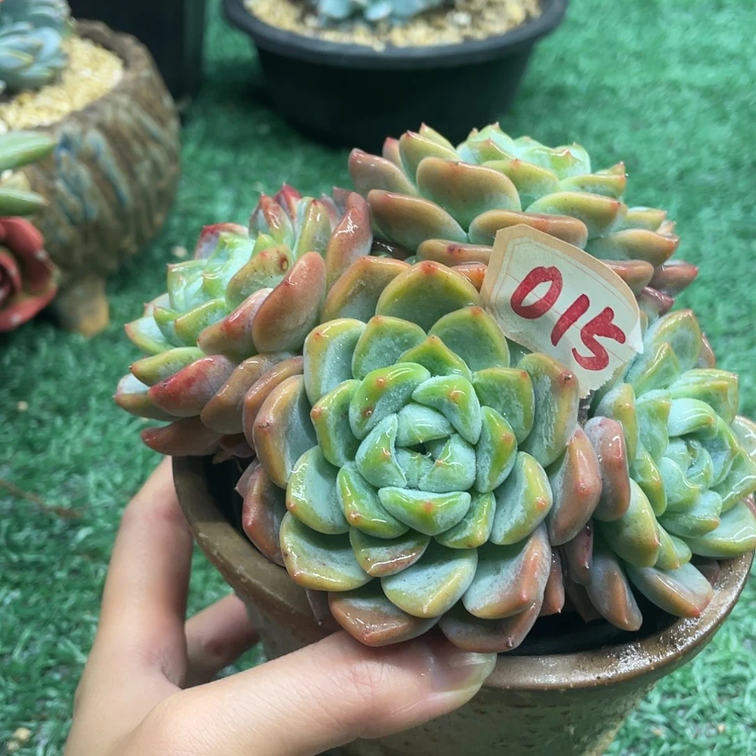 015一物一一拍一拍