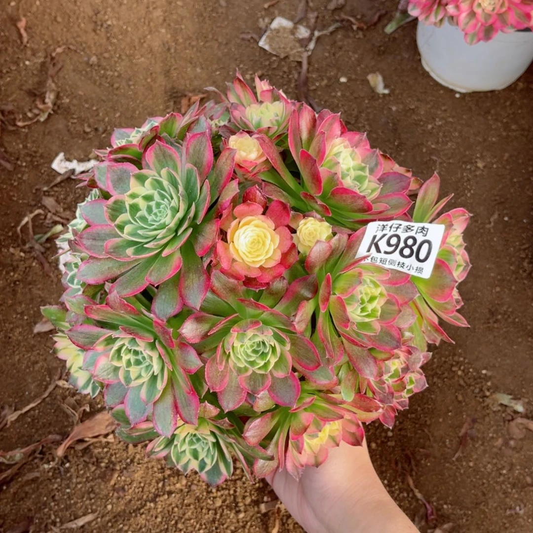 980海王 冠幅25左右