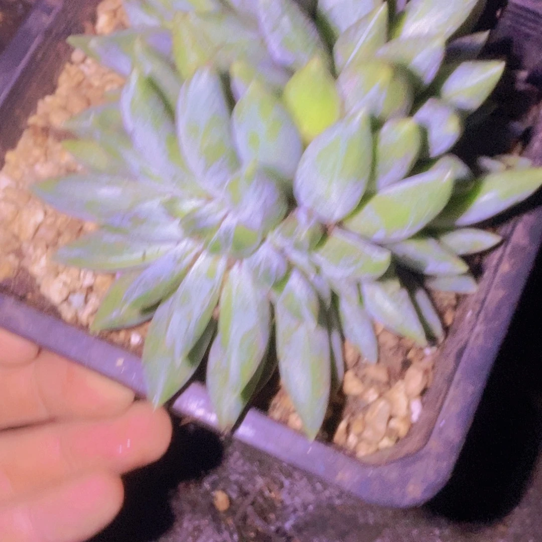 绿***丹心有不甘有什么意思啊不知道吗