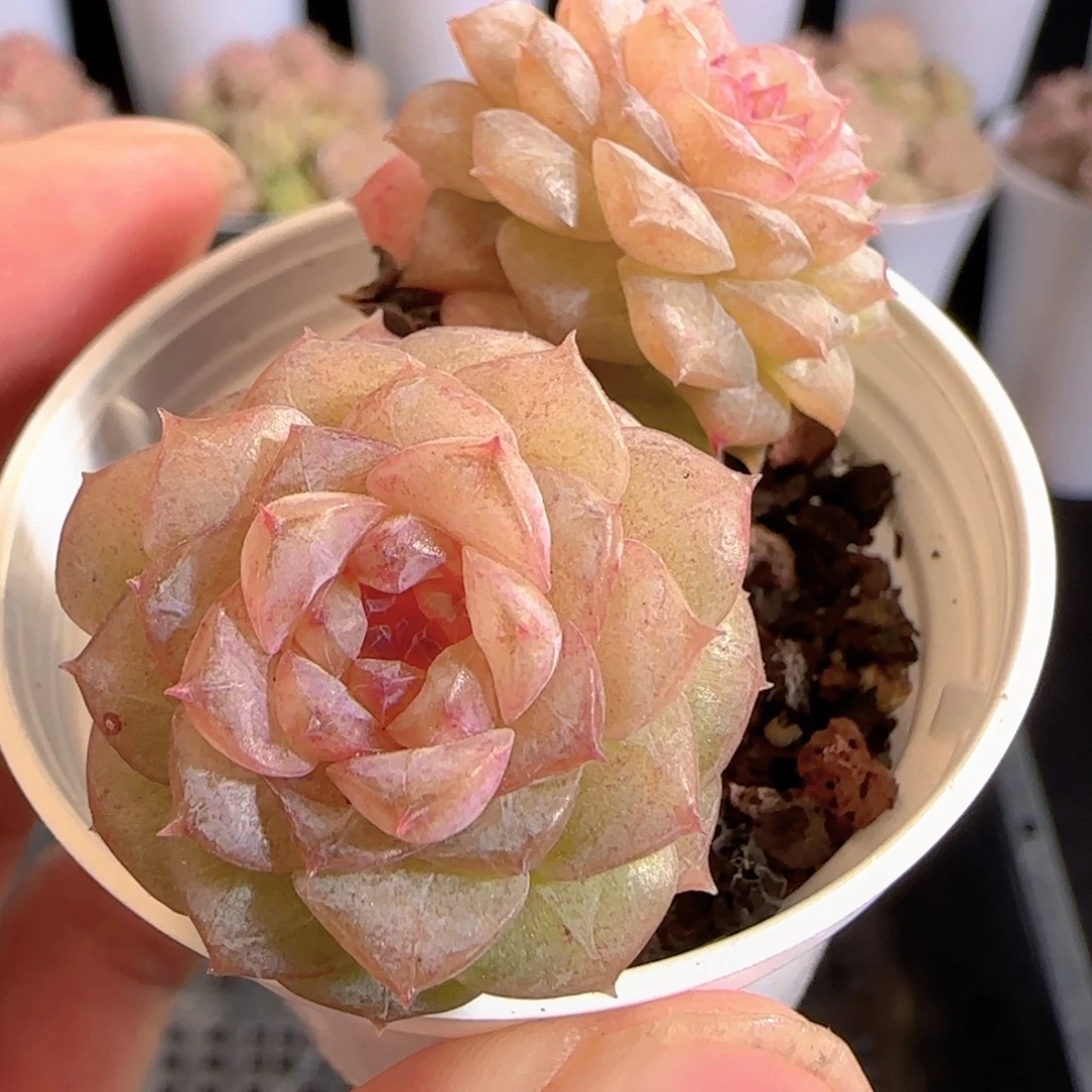 多肉0104-113糖心糖心