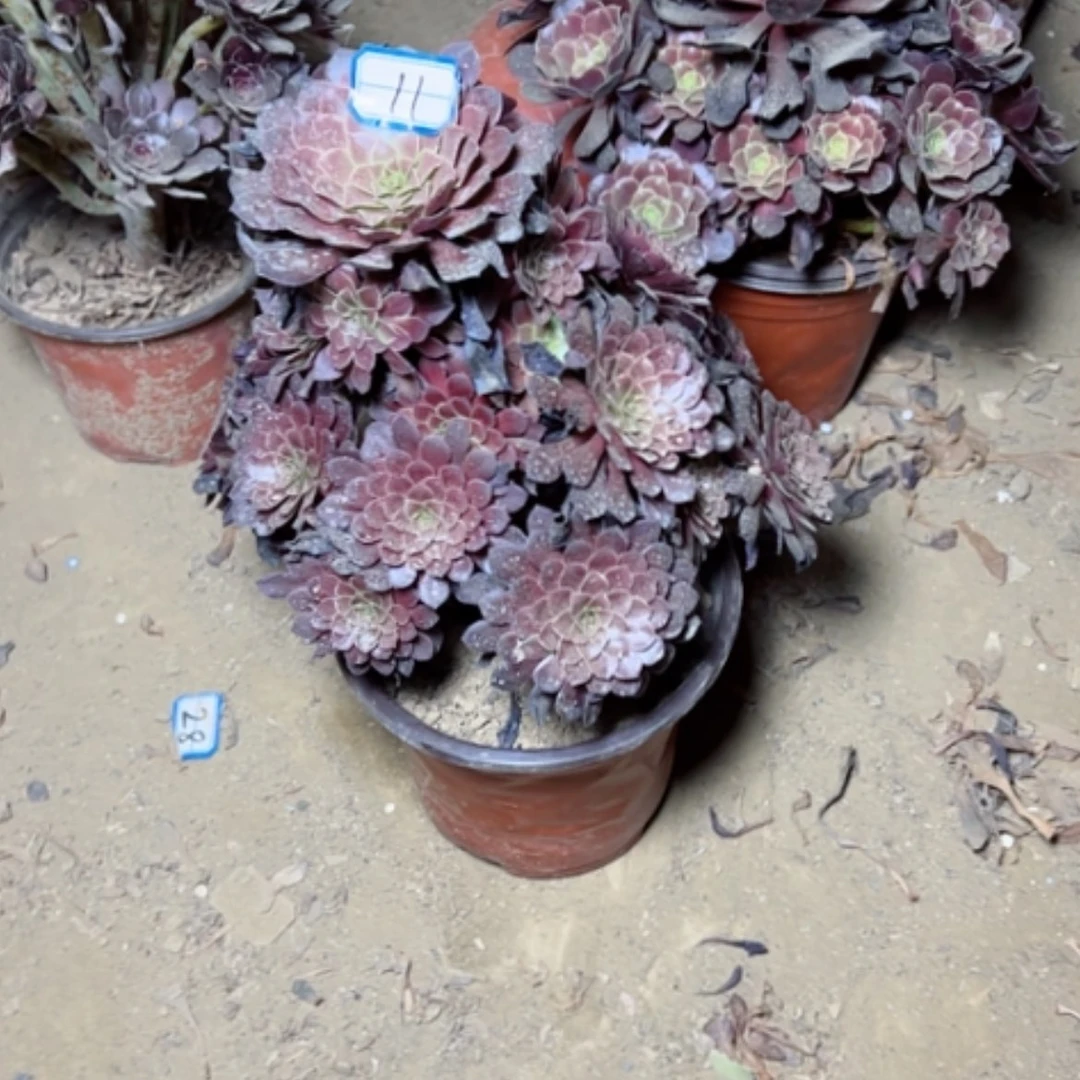 【闪购商品】多肉植物黑铜壶11