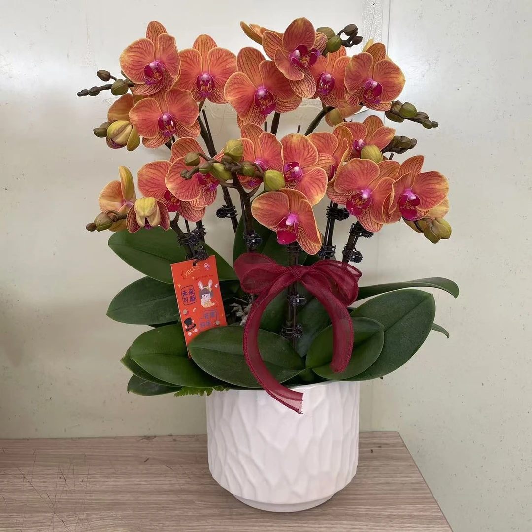 《金吉利》精品蝴蝶兰  经典蜡质花 送人自留首选