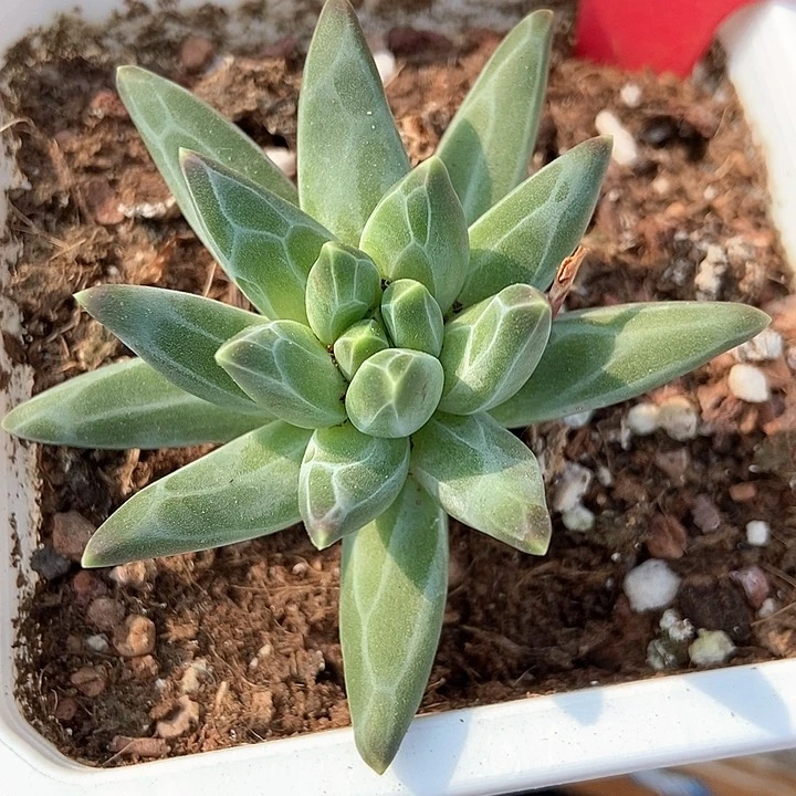 多肉植物梵高美人3131