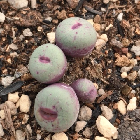 多肉肉锥 1380B 红嘴