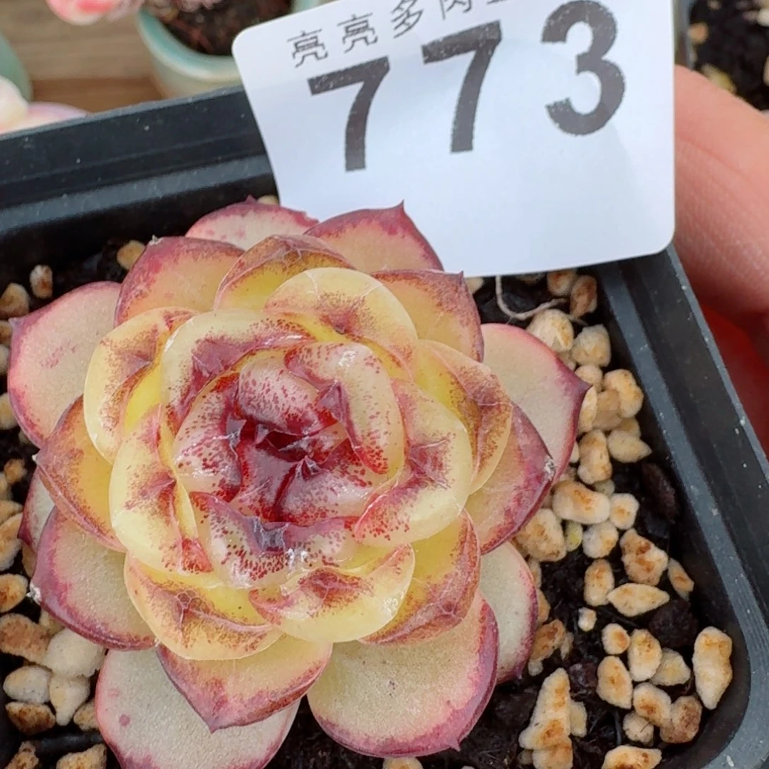 幽灵公主      愿你一路坦途，乘风破浪展宏图