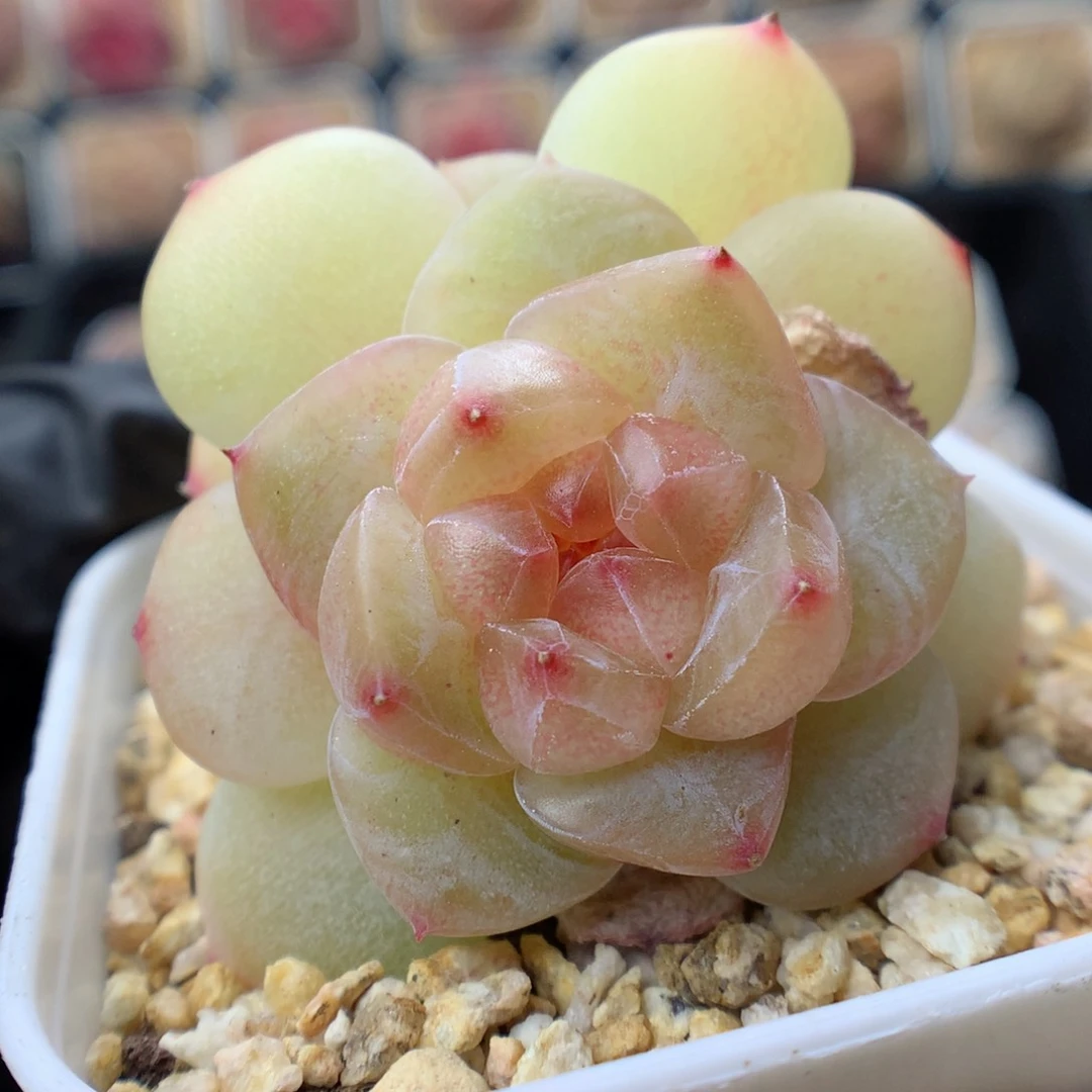 多肉植物。 糖心18