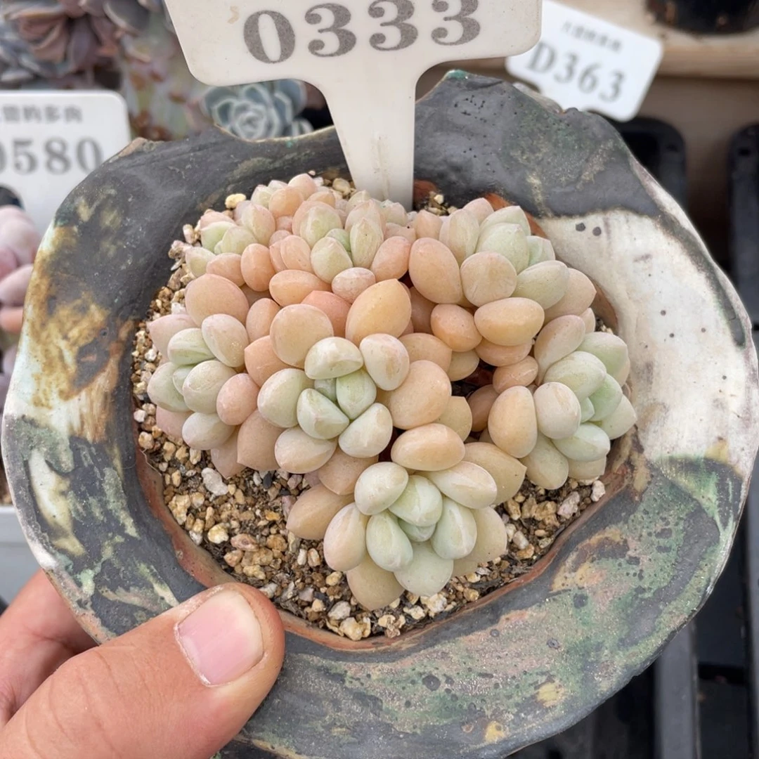 0333泡泡糖不带盆8厘米