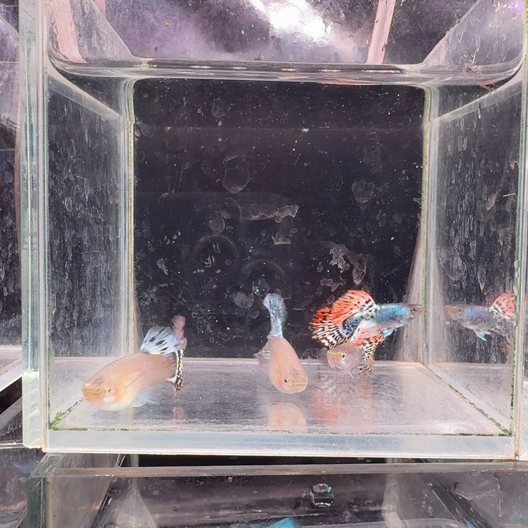 孔雀鱼越系黄爆2对