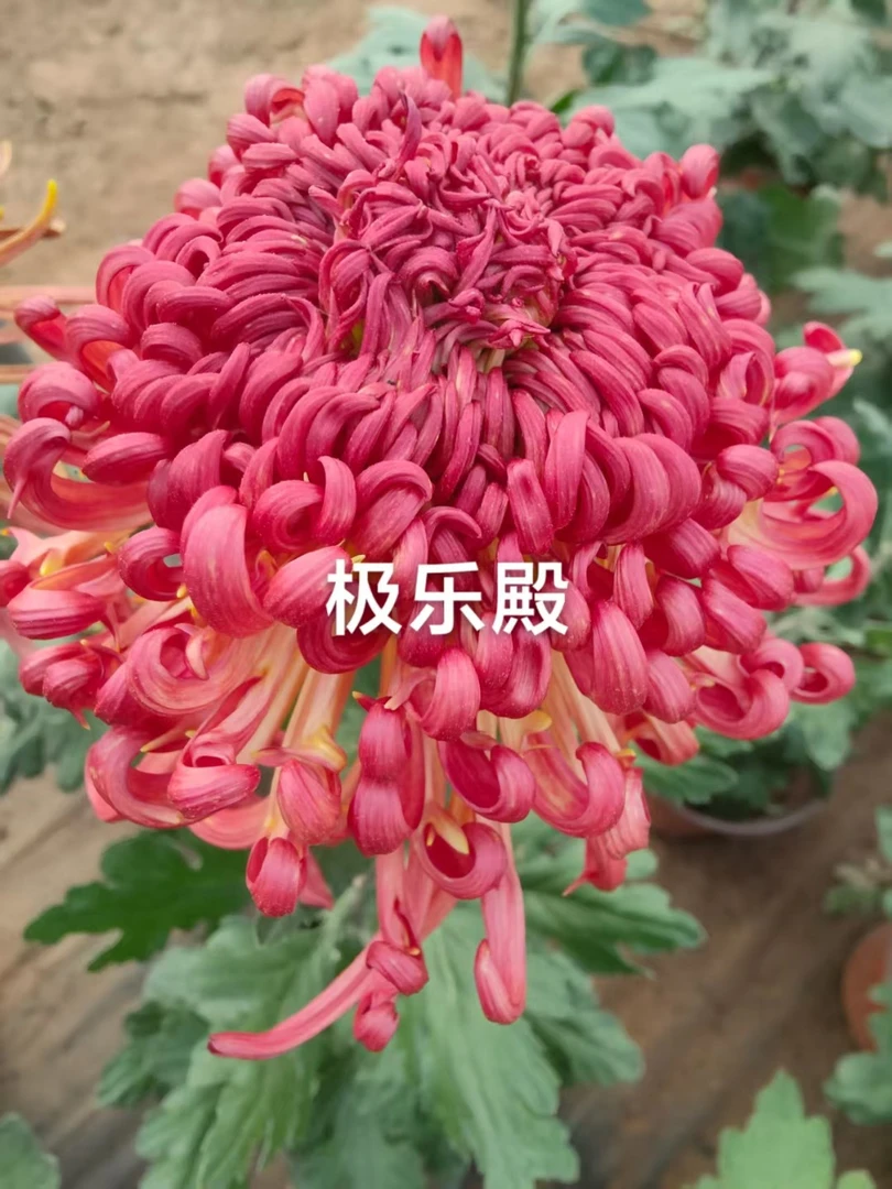 【带漏色花苞发货】九月大花菊-极乐殿苗情好大花型阳台庭院好养护