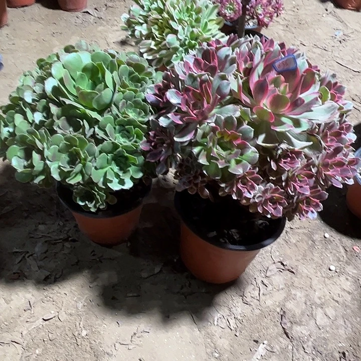 836多肉植物组合瑕疵特价，