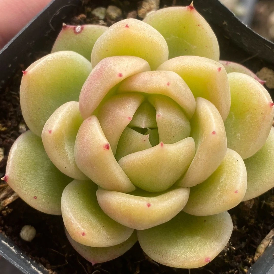 【满9.9包邮】冰城单头6.5cm盆多肉植物以直播间展示为主