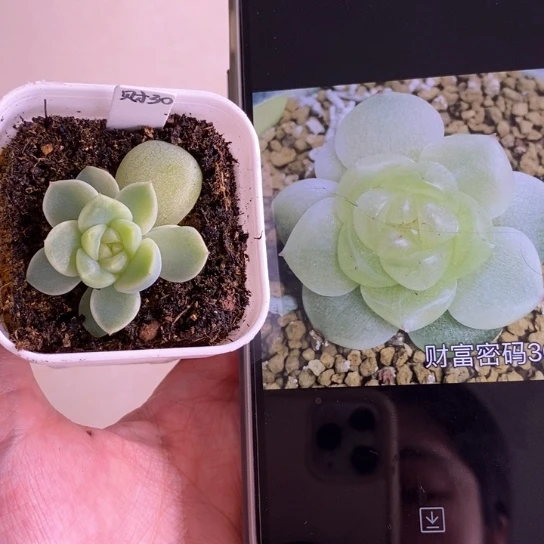 财富密码30号左边苗