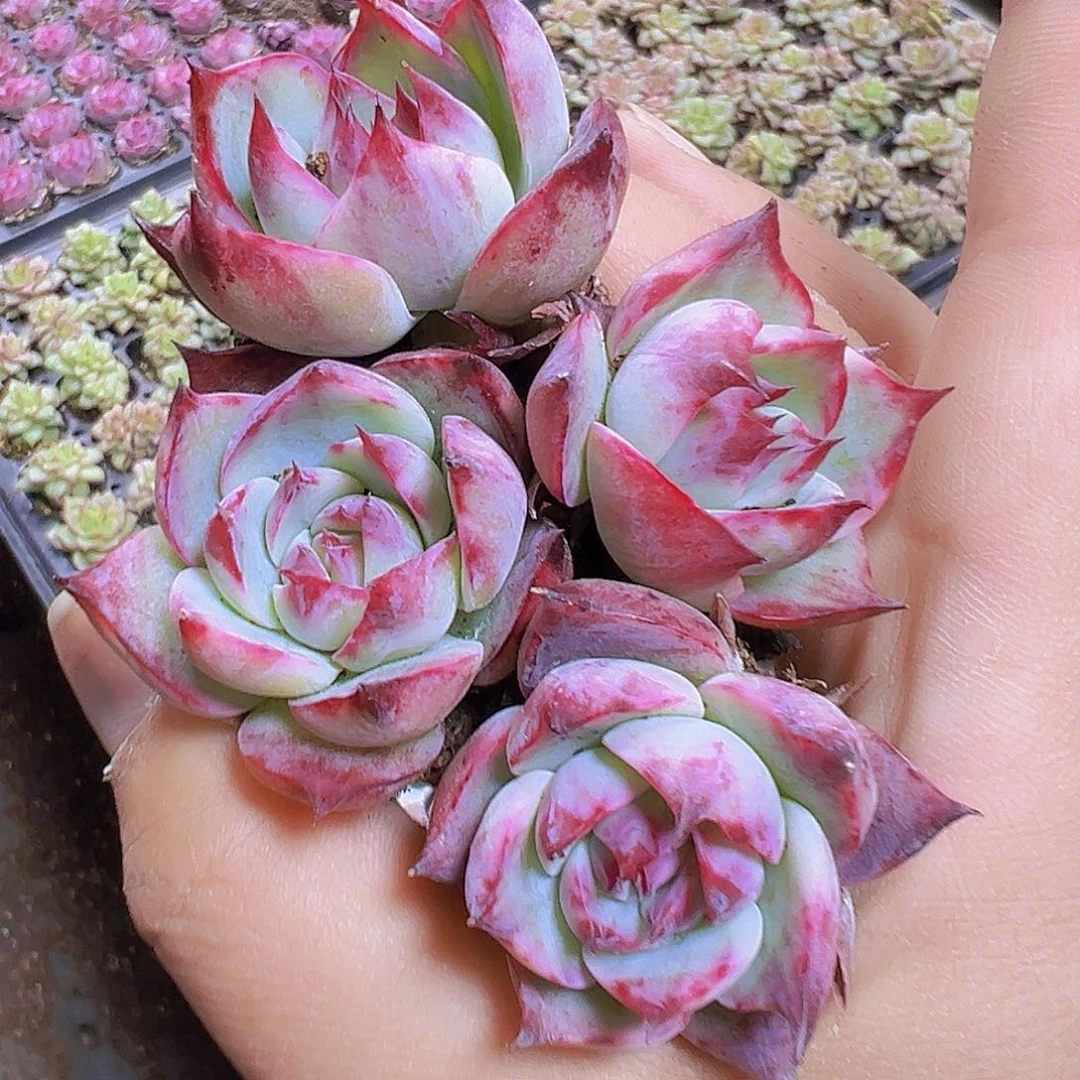 穴盘宽叶惊鸿5个19包邮