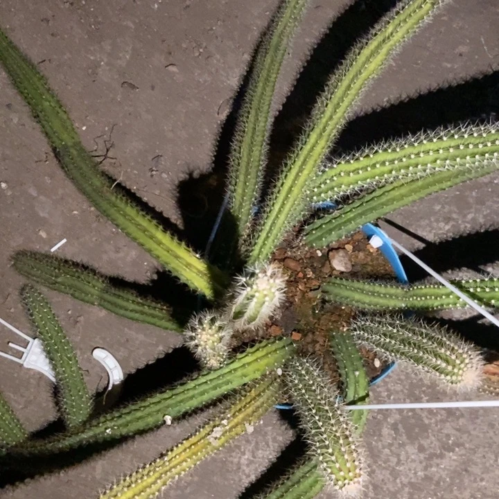 用***3仙人球蛇鞭柱一物一拍