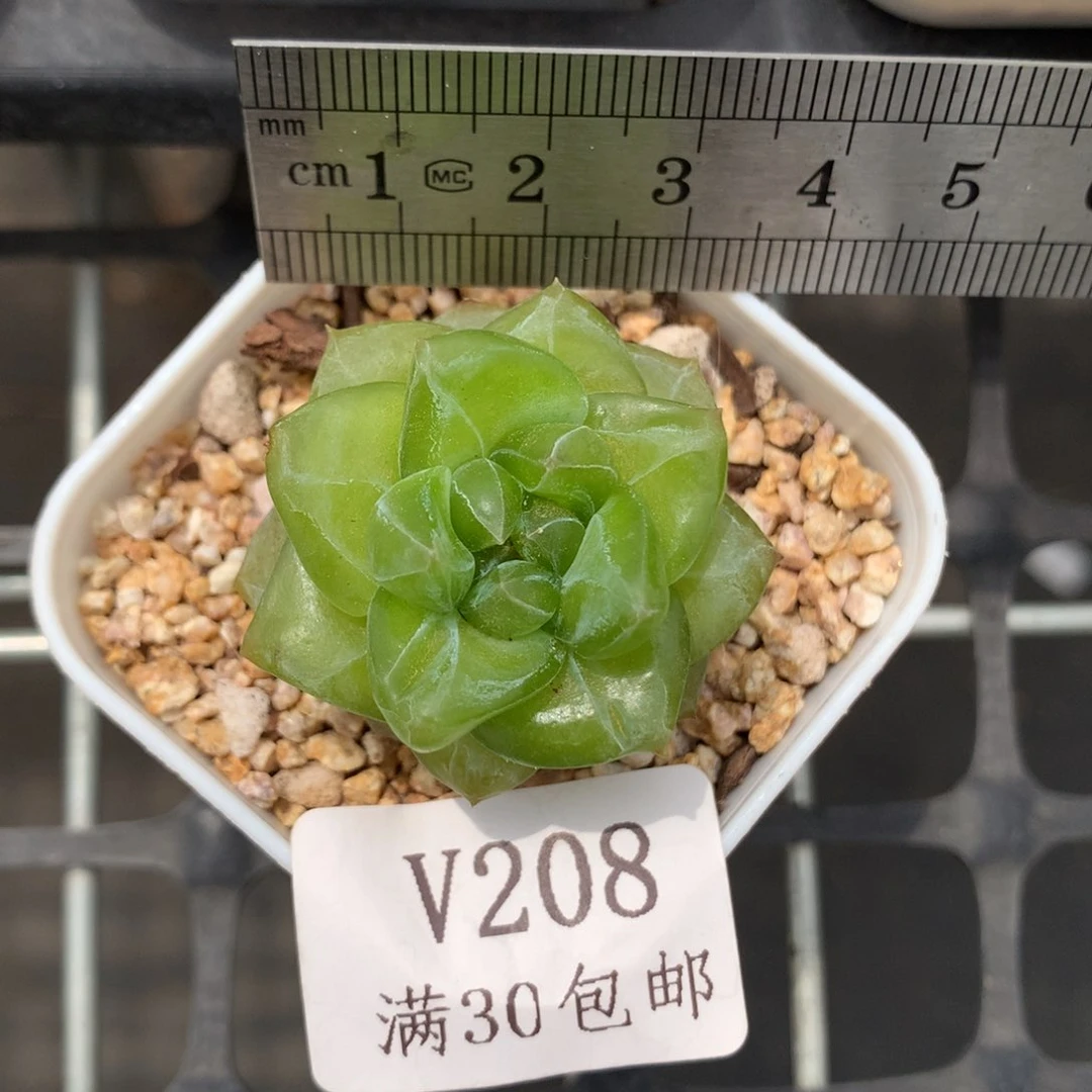 208。绿翡翠珍妮糖心。