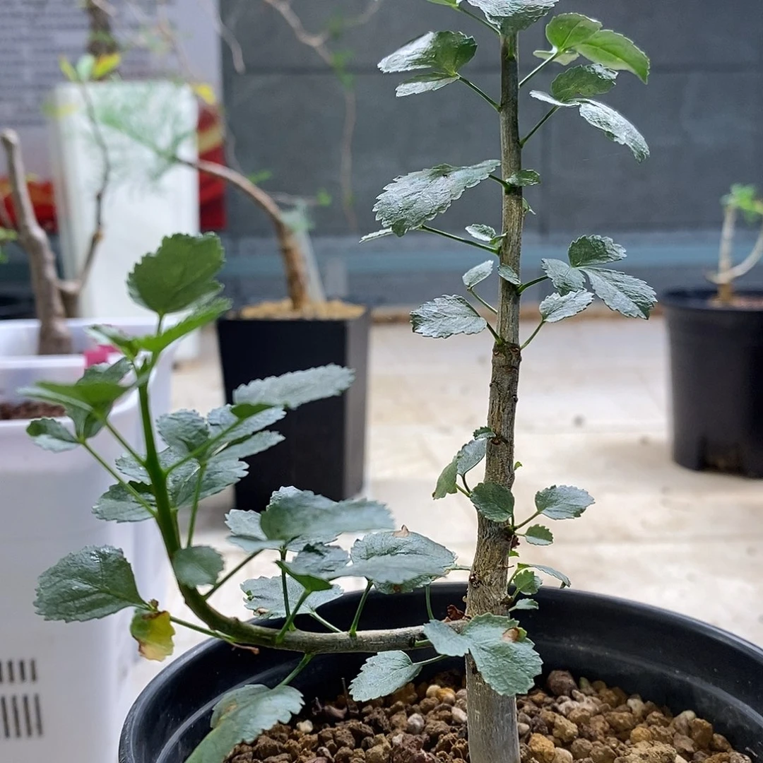 十二骑士（纳马没药）实生带盆