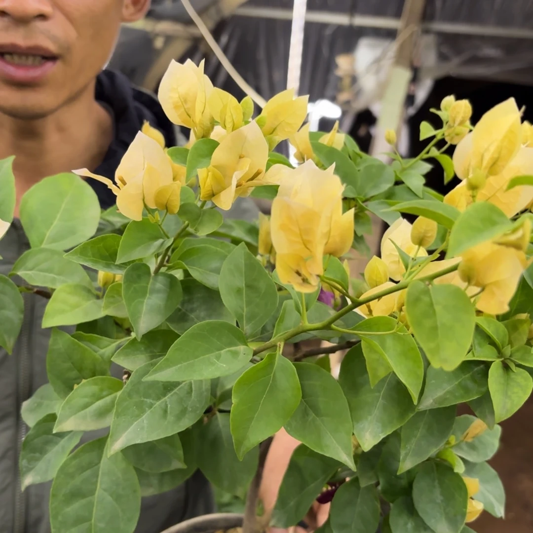 完全开放（苏瓦娜）三角梅会落花落叶会光杆苗有大有小