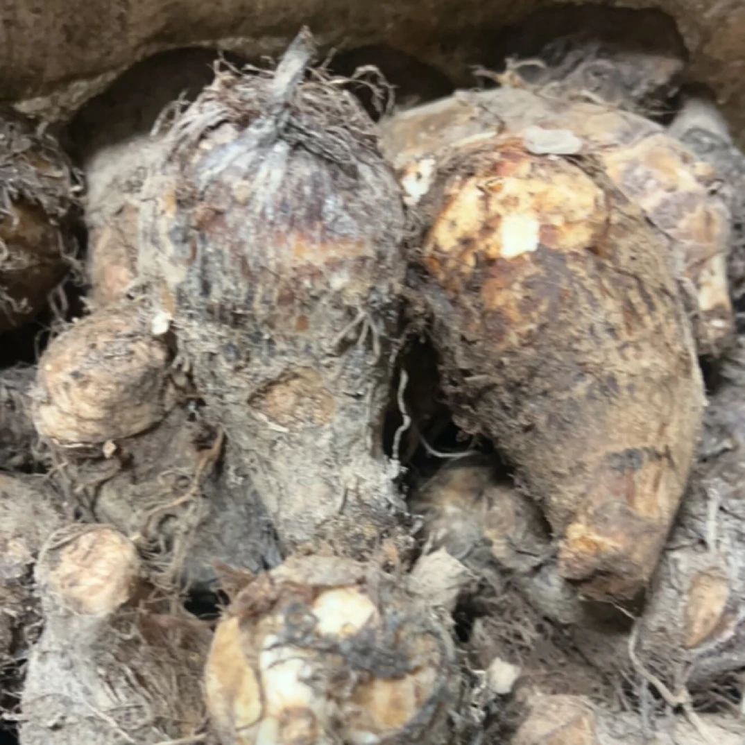 新鲜现挖软糯粉香正宗芋艿