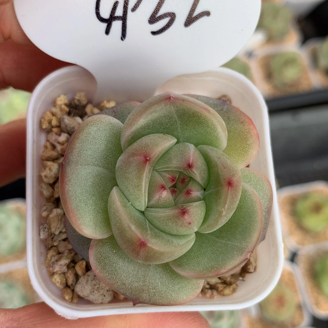 六月雪珍妮单头4932