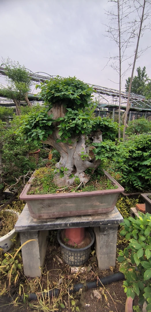 黄荆盆景黄栌雀梅舍利子老桩