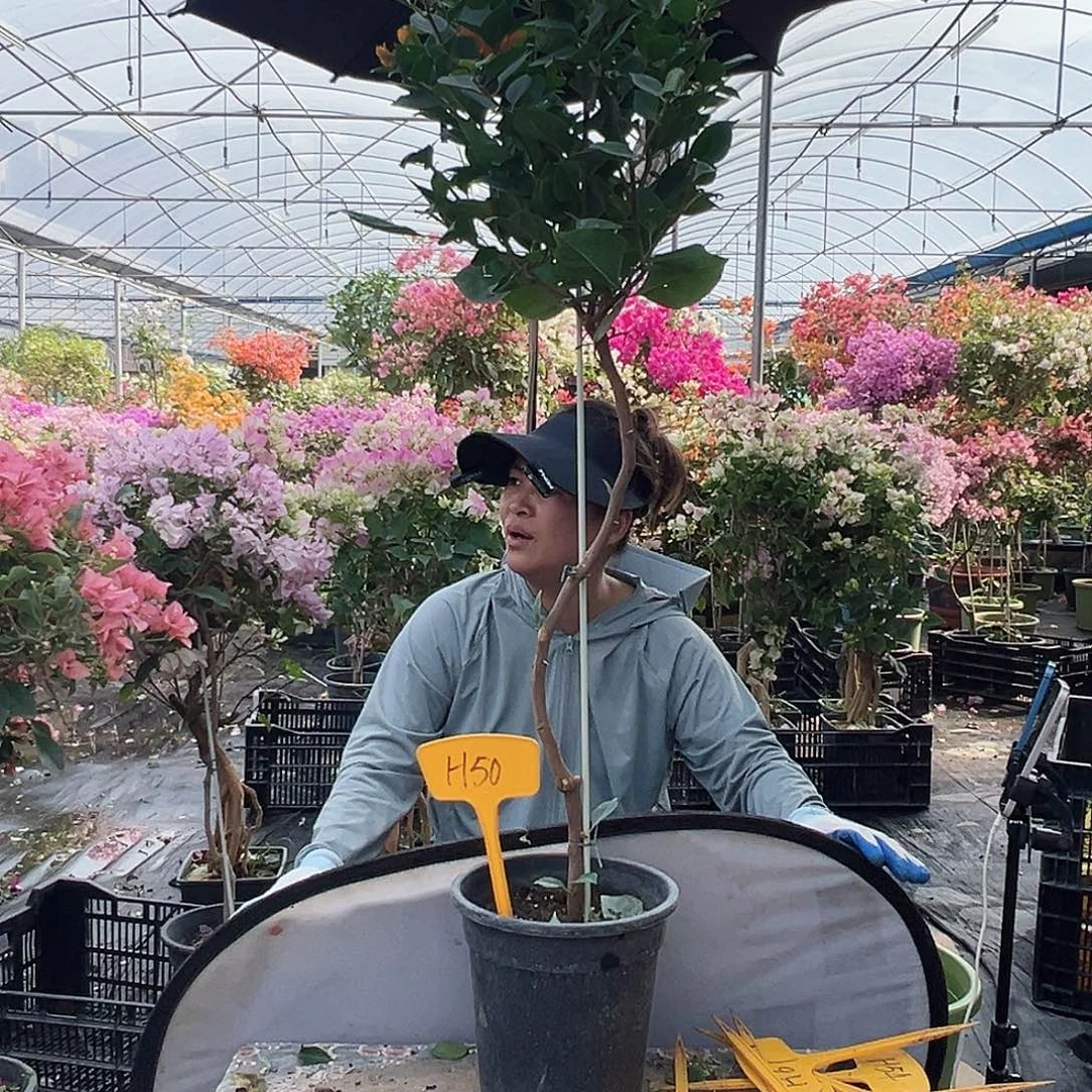 黎***明大部分花苞少量开放H50