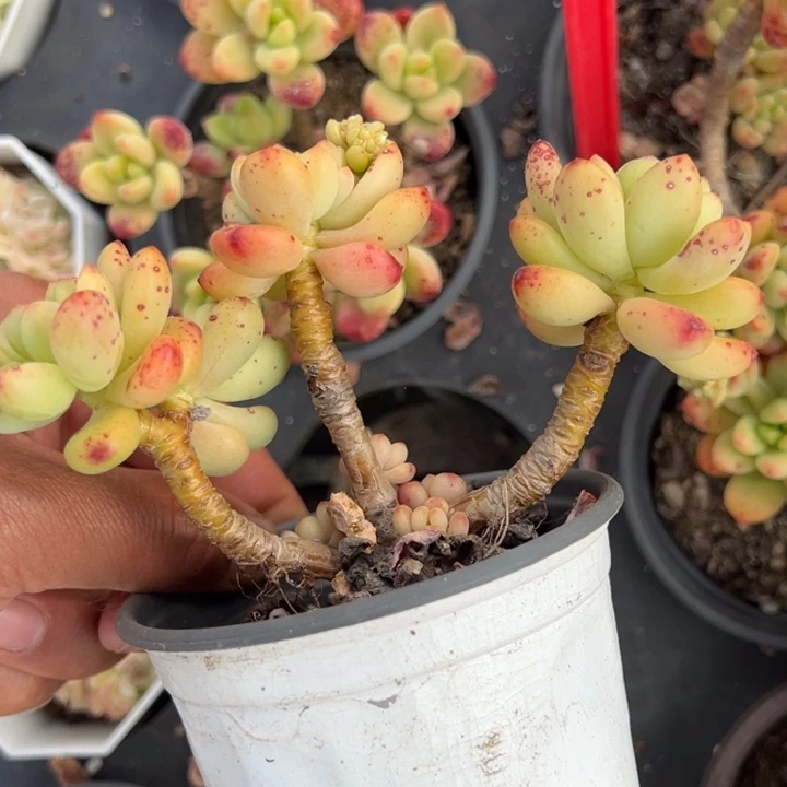 香格里拉群一颗量拍多肉满20包邮