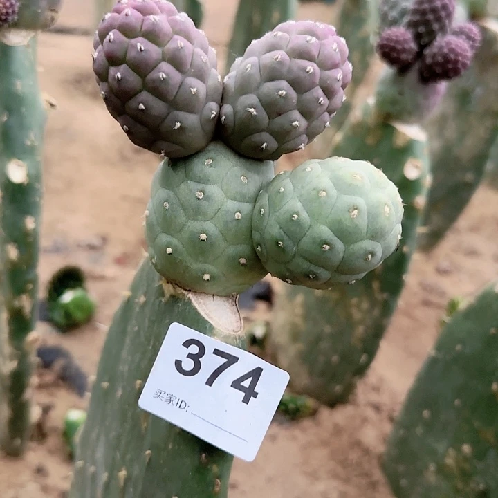 苗接优选一代侧芽嫁接374