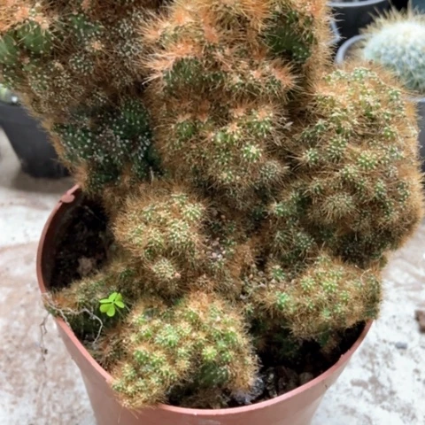 黄金山仙人球15米仙人球