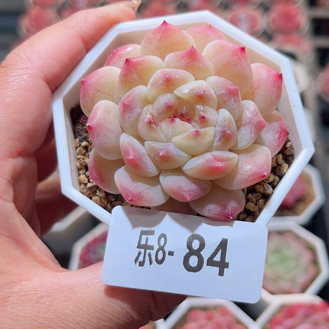 乐8-84 秘境冰魄