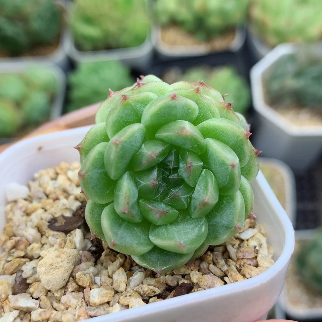 58包邮  群生不包整 16