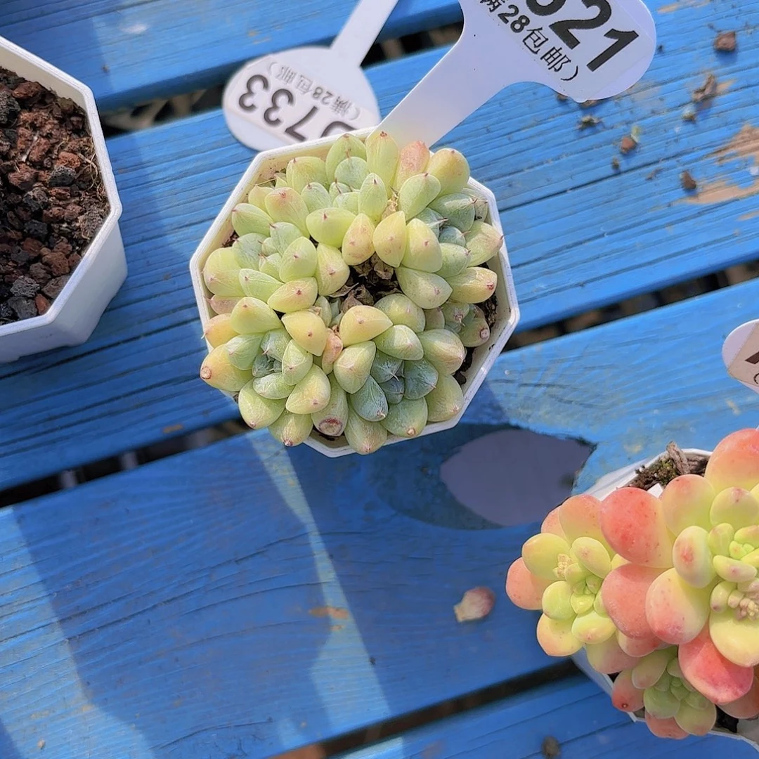 D521映月台一物一拍