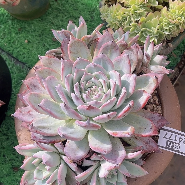 黑卡24176多肉植物