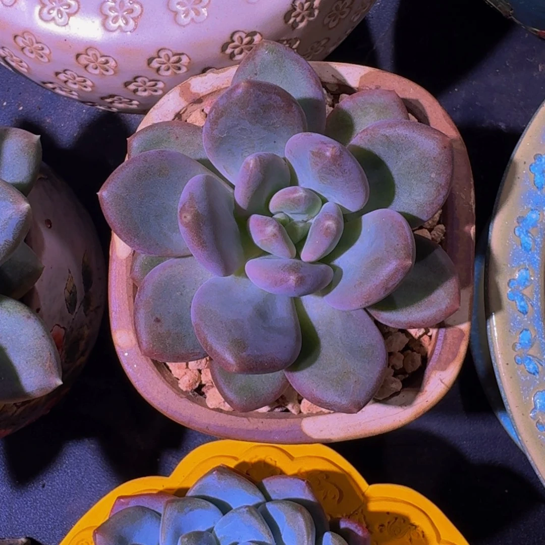 X系列美人新品 一物一拍