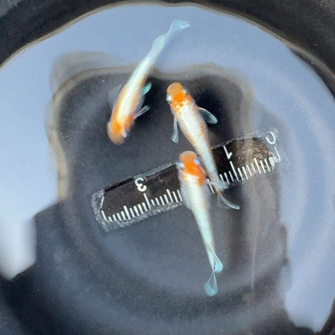 青鳉8号 帝王红白地球眼1公2母