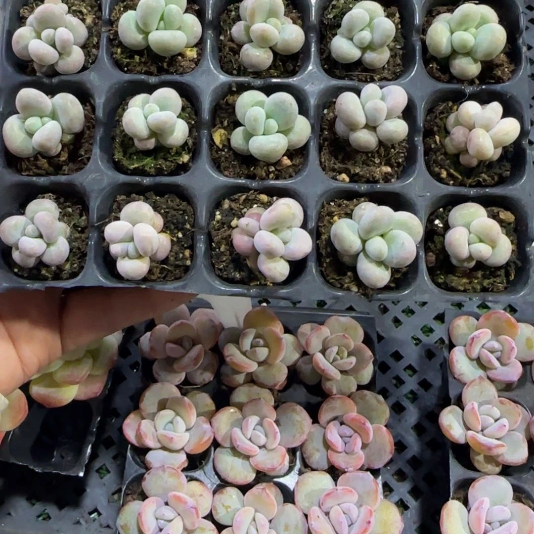 20颗一组小奶酪（1-2公分嫌小勿拍