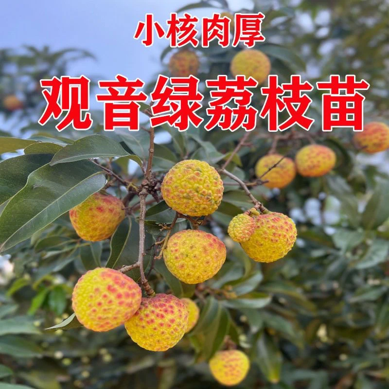 正宗高端青皮广东观音山观音绿荔枝嫁接种植树苗带土带叶