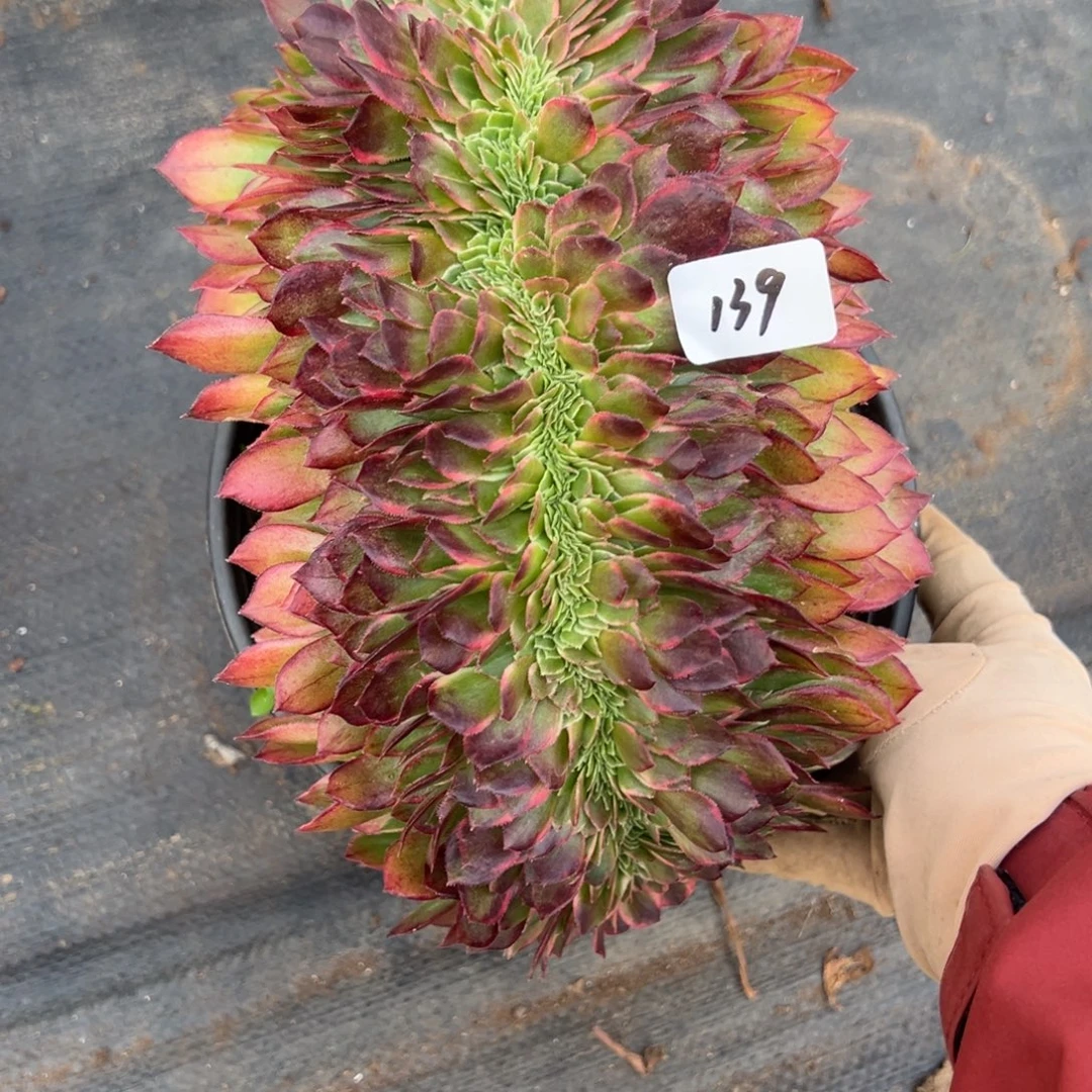 139黑魔锦缀多肉椅子