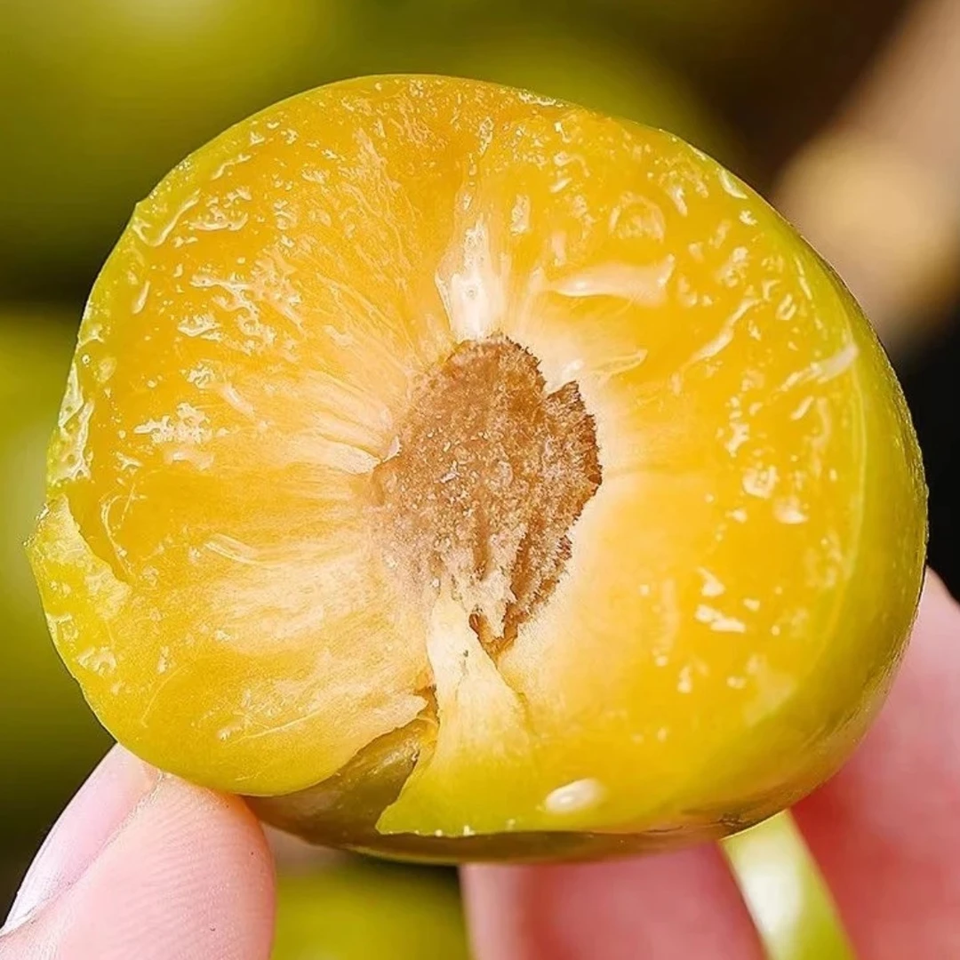 黄杏李太行山黄李子脱骨汁多现摘现发应季水果顺丰包邮河南省