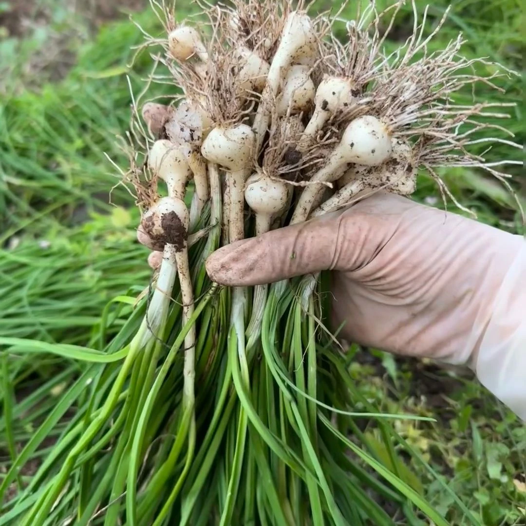 野生当季湖北恩施农村野葱小根蒜四川野沙葱野蒜薤白野葱头香葱
