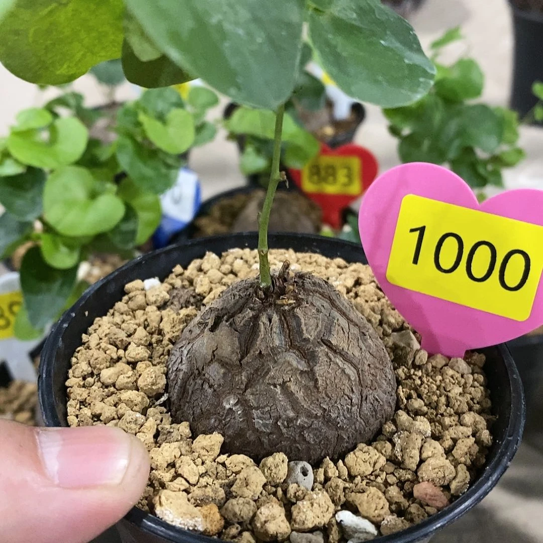 南非龟甲龙龟甲龙