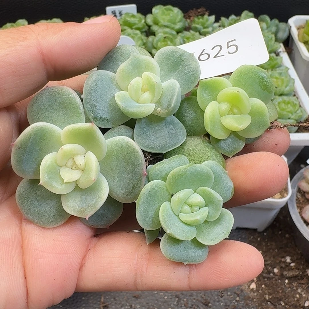 一物一拍一物一拍917-625