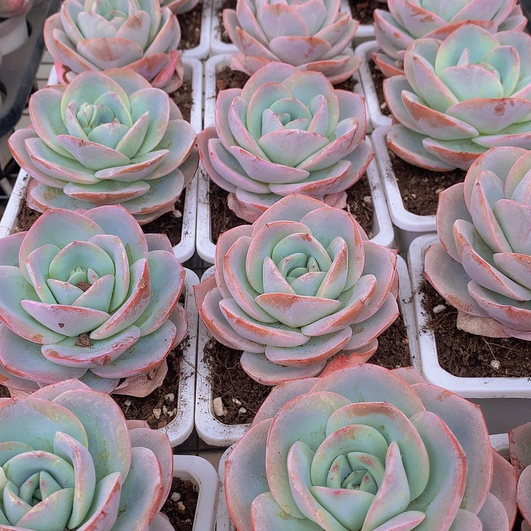 单头布鲁兰24567899990