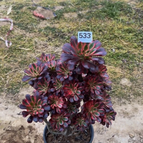 香奈儿2号棚533多肉植物