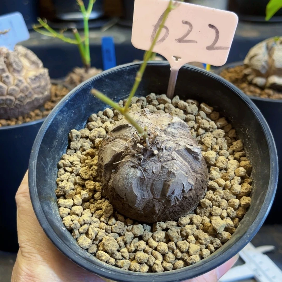 瑕疵622龟甲龙5.7cm6789667