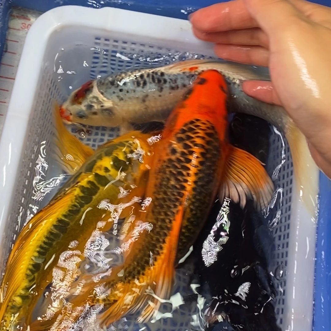 锦鲤冷水锦鲤包邮