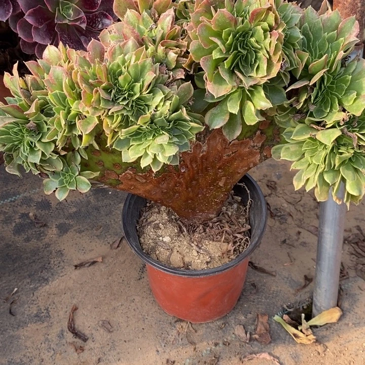 青檬锦缀121多肉植物法师开示