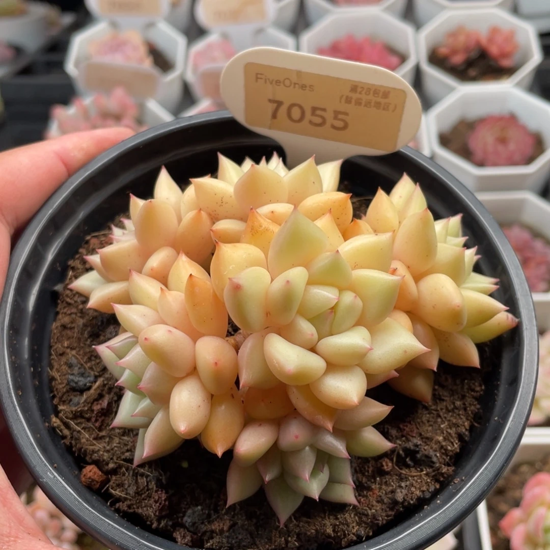 黄金象牙7055-10厘米